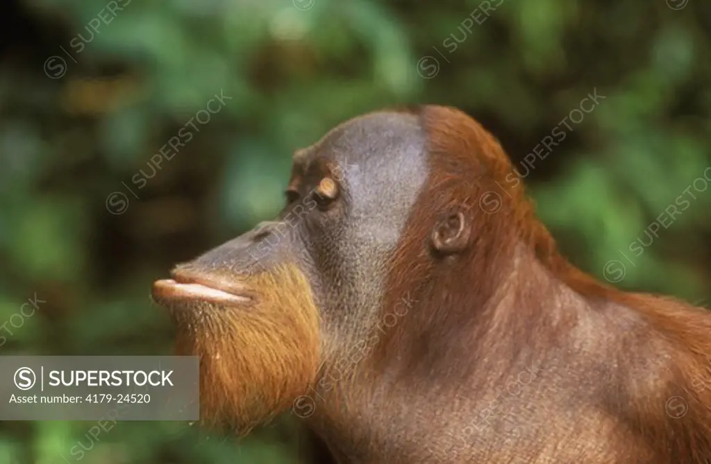 Orangutan (Pongo pygmaeus) profile, Gunung Leuser NP, Indonesia