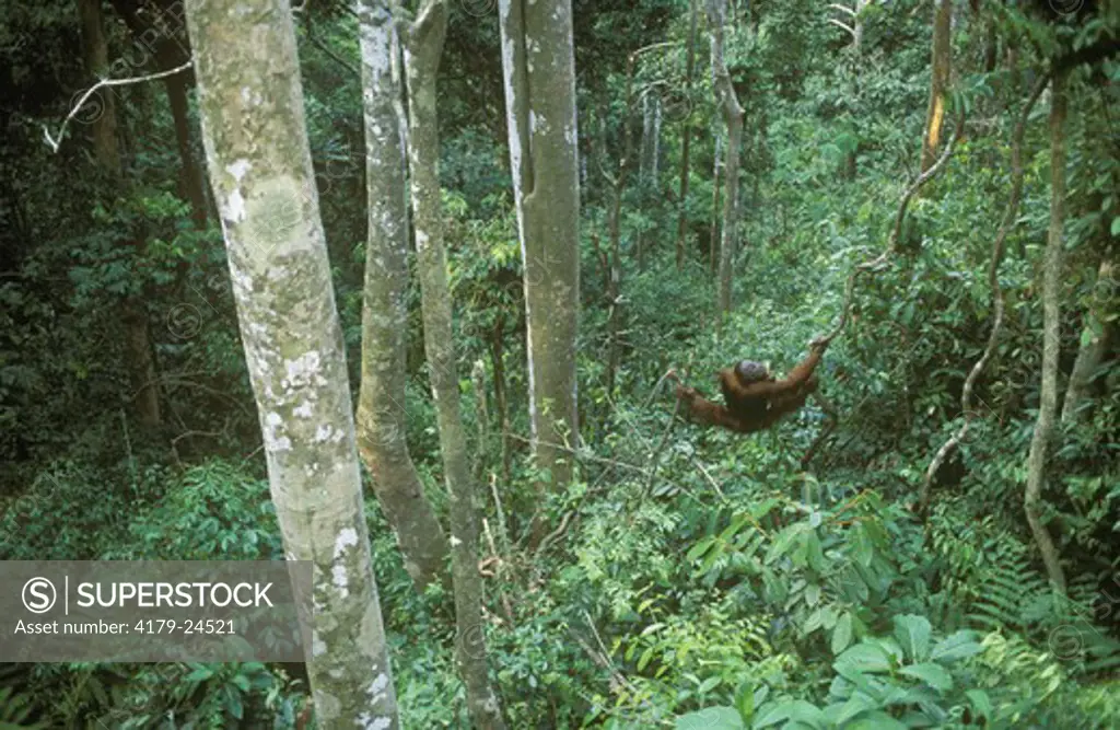 Orangutan (Pongo pygmaeus) feeding, Gunung Leuser NP, Indonesia