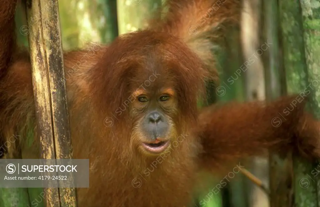 Orangutan (Pongo pygmaeus) juvenile, Gunung Leuser NP, Indonesia