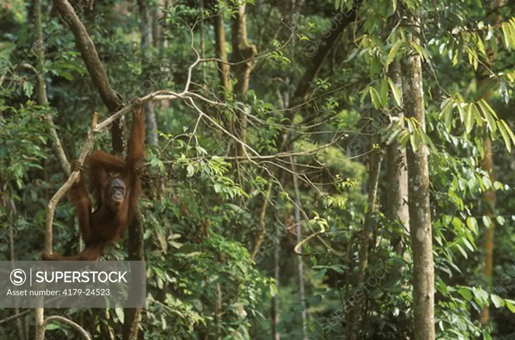 Orangutan (Pongo pygmaeus) hanging from branch, Gunung Leuser NP, Indonesia