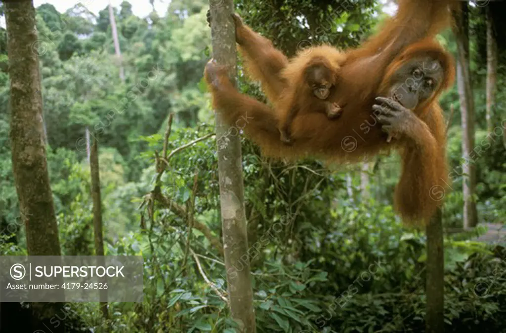Orangutan Mother with Baby (Pongo pygmaeus), Gunung Leuser NP, Indonesia