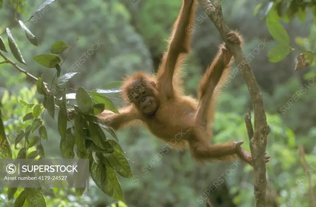 Orangutan Youngster travelling (Pongo pygmaeus), Gunung Leuser NP, Indonesia