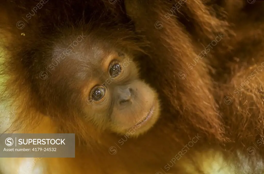 Baby Orangutan (Pongo pygmaeus), Gunung Leuser NP, Indonesia