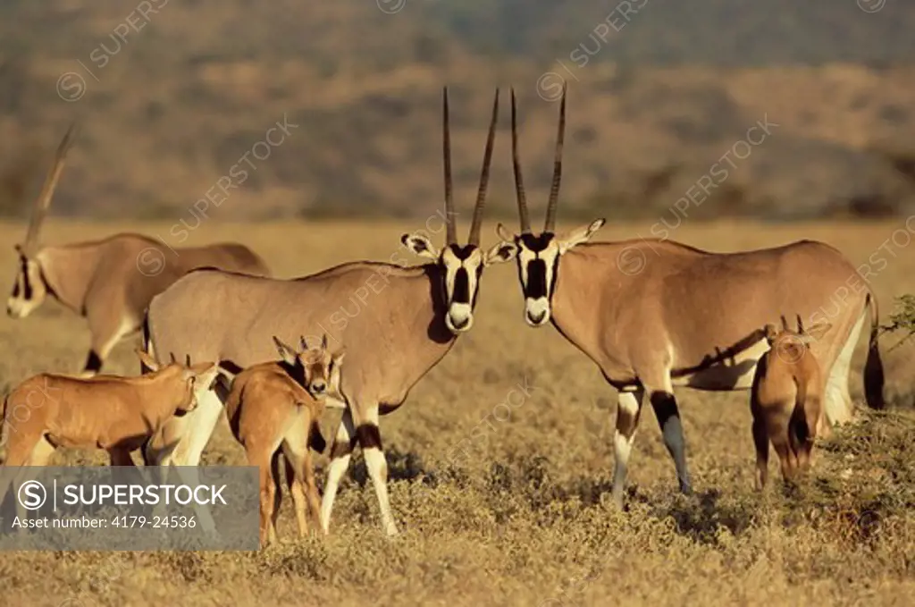 Beisa Oryx (Oryx gazella beisa)  females with young. Kenya, East Africa.