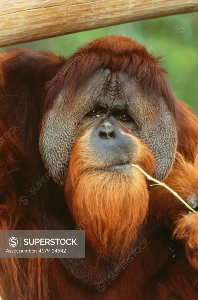 Male Sumatran Orangutan (Pongo pygmaeus abelii) San Diego Zoo