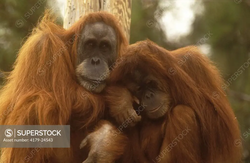 Sumatran Orangutans (Pongo pygmaeus abelii) San Diego Zoo