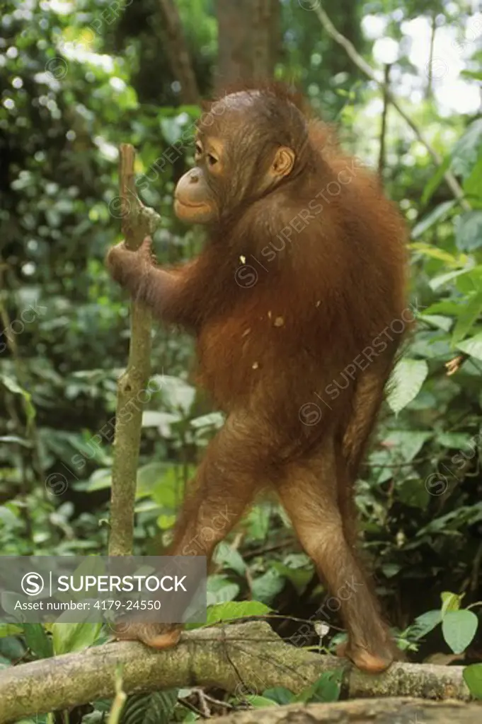 Young Orangutan Orphan (Pongo pygmaeus) at Rehab Center, Sepilok, Borneo