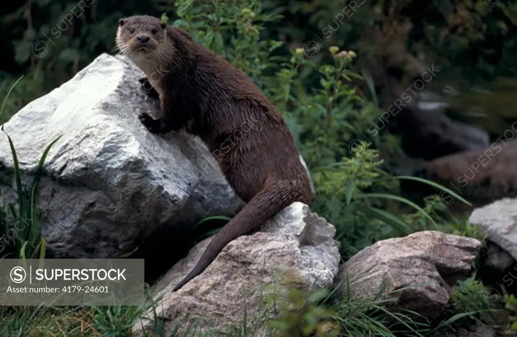 River Otter (Lutra canadensis) USA, Canada
