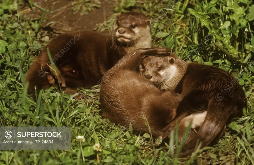 Oriental Small-Clawed Otter (Amblonyx cinereus) Asia