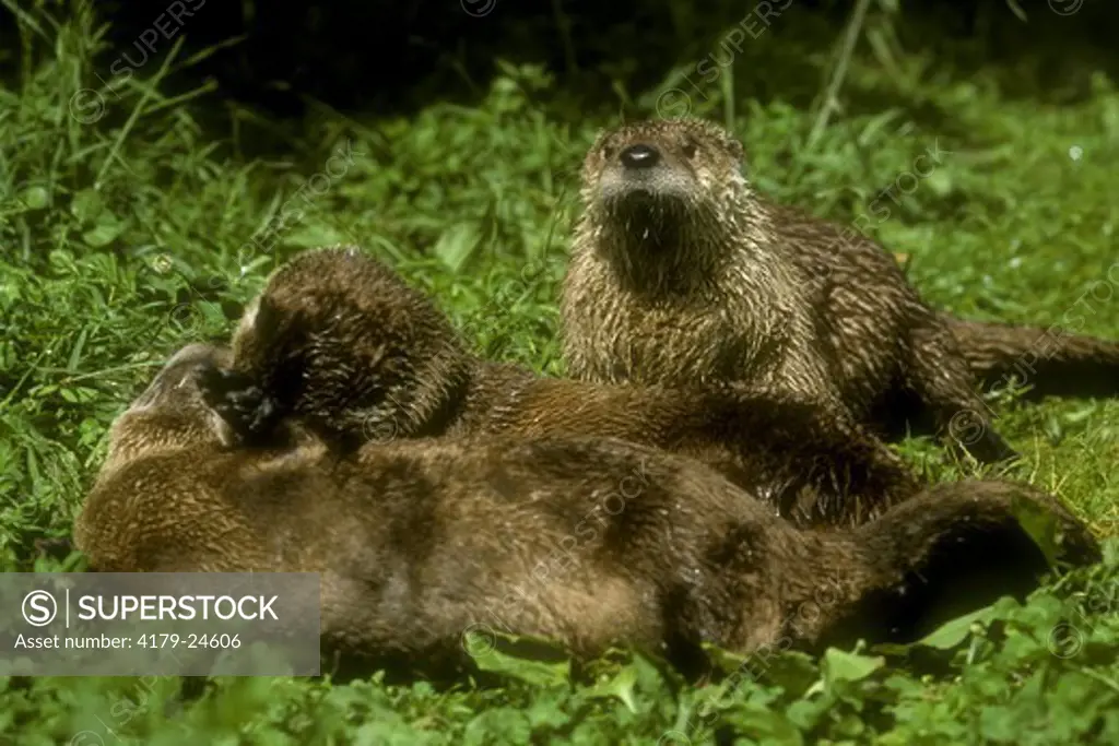 River Otter (Lutra canadensis) USA, Canada