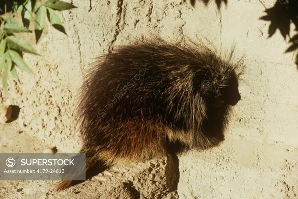 Porcupine (Erethizon dorsatum) Living Desert SP, Carlsbad, New Mexico