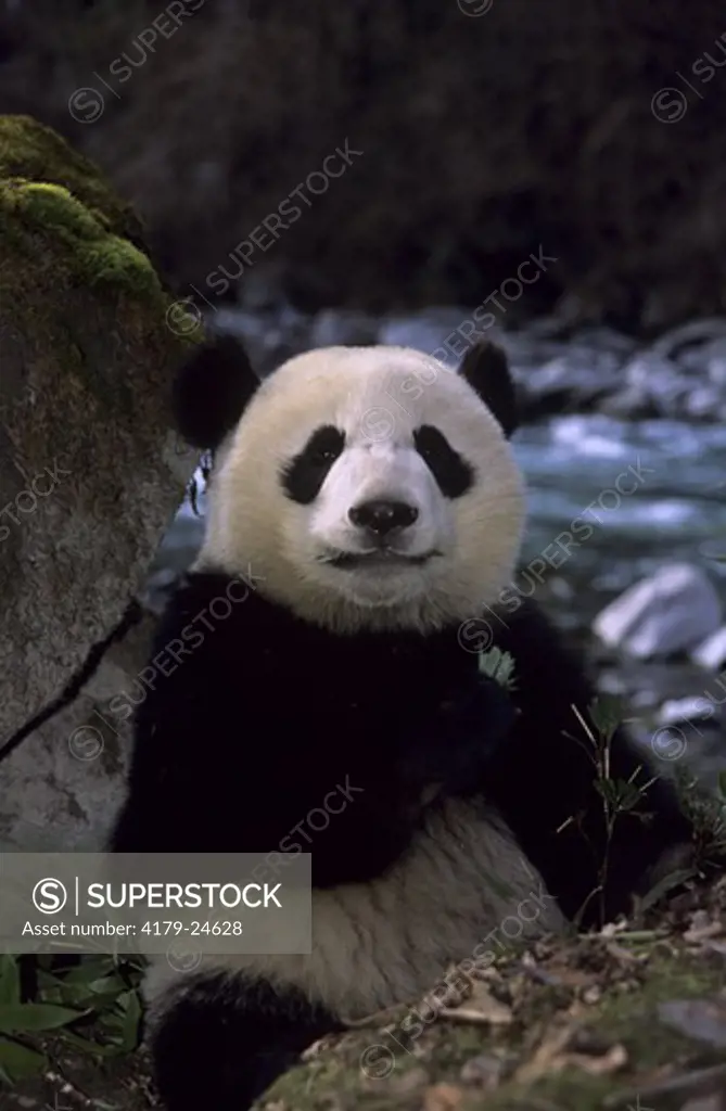 Giant Panda (Ailuropoda melancoleuca) Sichuan, China