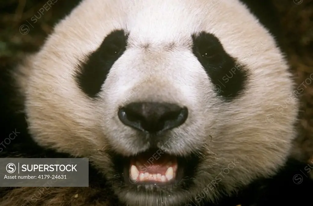 Giant Panda close-up       (Ailuropoda melancoleuca)   Sichuan, China