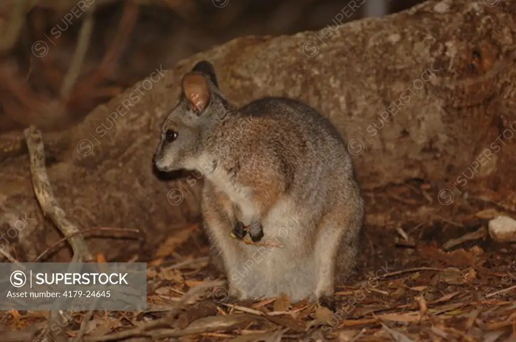 Red Necked Pademelon (Thylogale thetis) Kangaroo Island, Australia