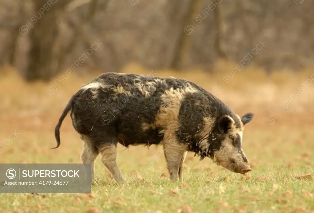 Feral Hog, Boar, South Texas