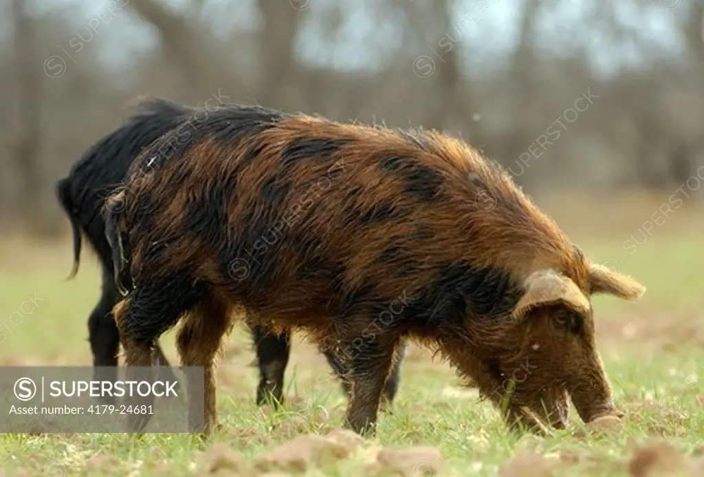 Feral Hog, Sow, South Texas