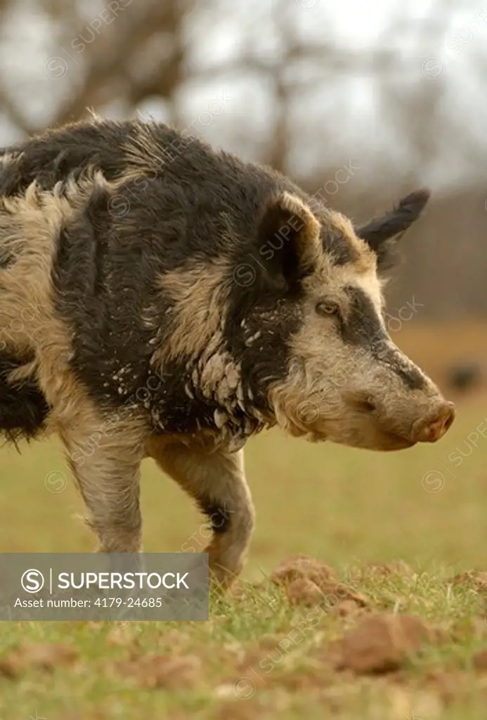 Feral Hog, Boar, South Texas