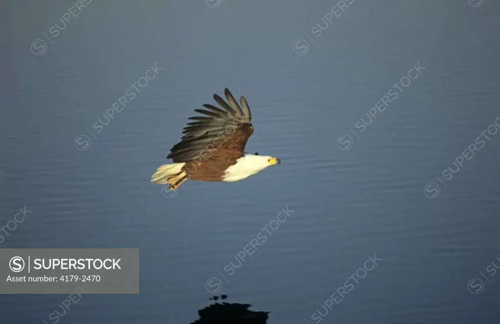 African Fish Eagle (Haliaeetus vocifer) South Africa