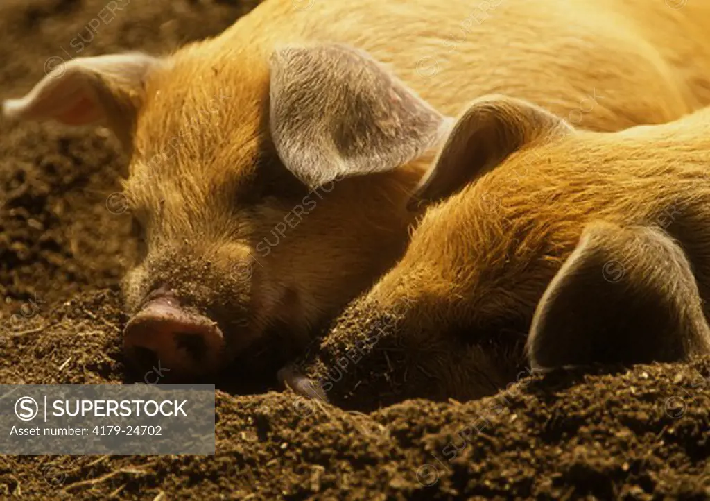 Two Piglets sleeping