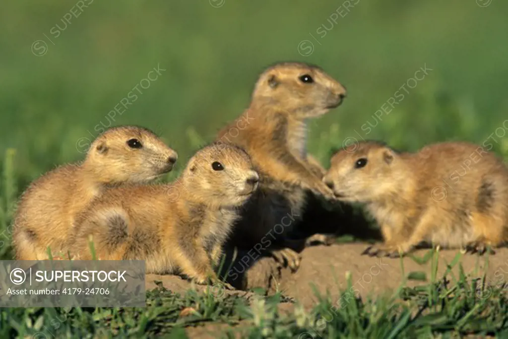 Young Prairie Dogs near den (Cynamys ludovicianus) Theodore Roosevelt NP, ND