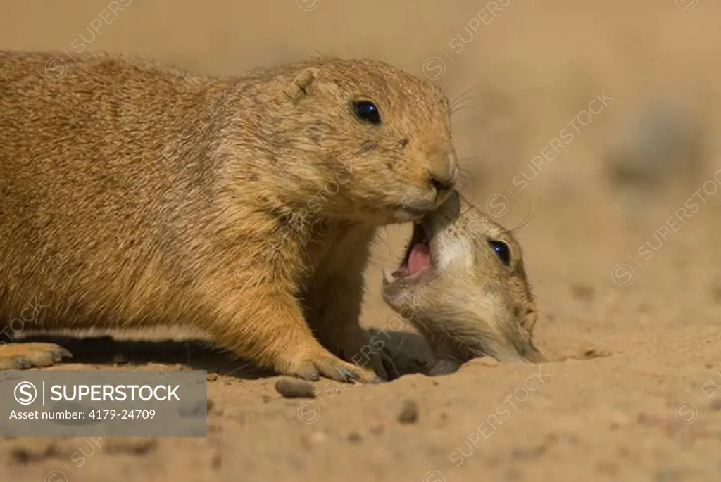 Black-tailed Prairie Dogs (Cynomys ludovicianus) greeting each other.  Minnesota Zoo, Apple Valley, Minnesota.