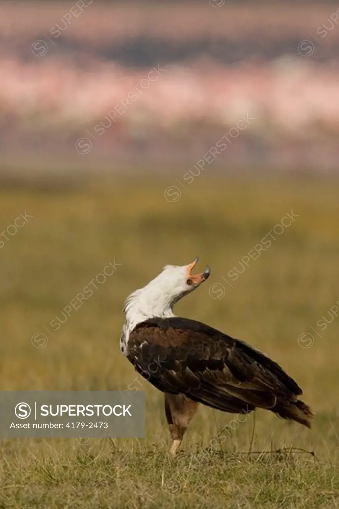 African Fish Eagle  (Haliaeetus vocifer), Adult calling by extending its head backward, in Lake Nakuru National Park, Kenya, 10/22/04