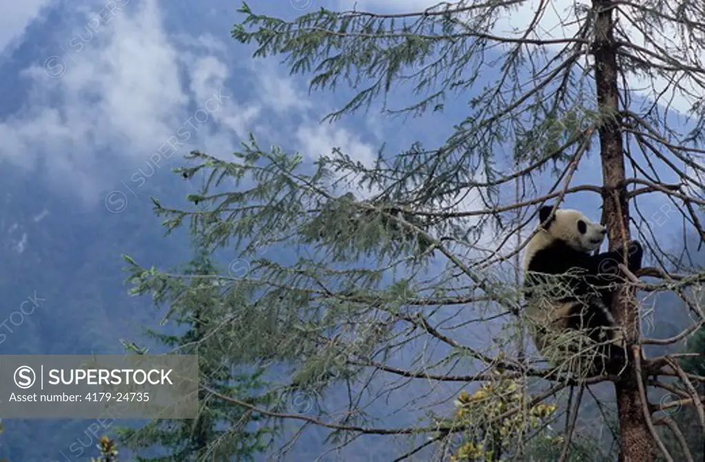 Giant Panda (Ailuropoda Melanoleuca), Habitat, Wolong, Sichuan, China, Sichuan Giant Panda Sanctuary, Man & Biosphere Protected Area, Unesco