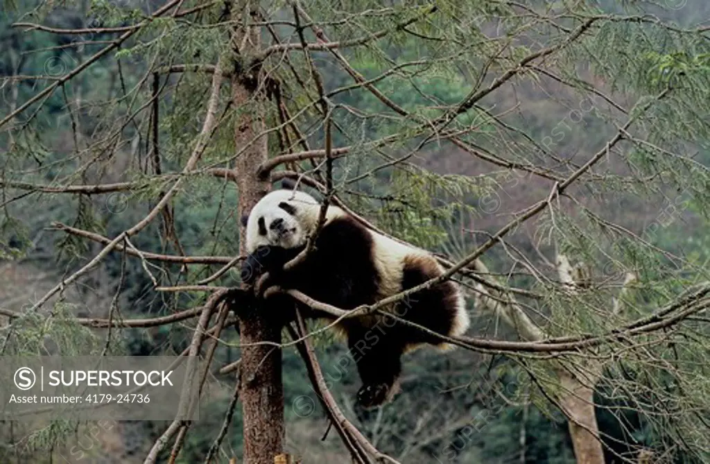 Giant Panda (Ailuropoda Melanoleuca), Habitat, Wolong, Sichuan, China, Sichuan Giant Panda Sanctuary, Man & Biosphere Protected Area, Unesco