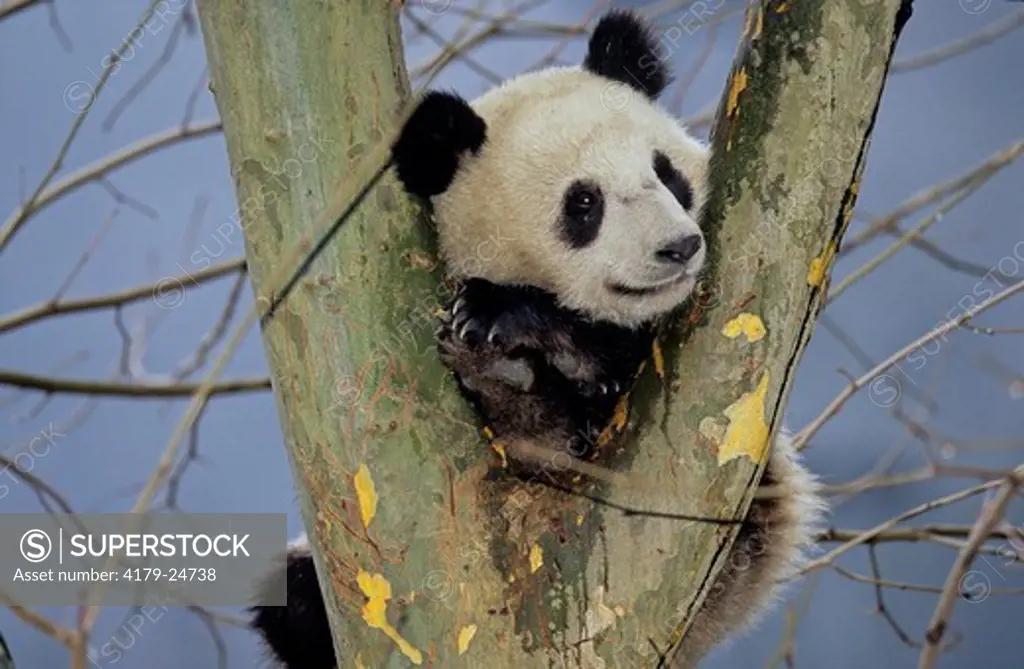 Giant Panda In Tree (Ailuropoda Melanoleuca), Wolong, Sichuan, China, Sichuan Giant Panda Sanctuary, Man & Biosphere Protected Area, Unesco