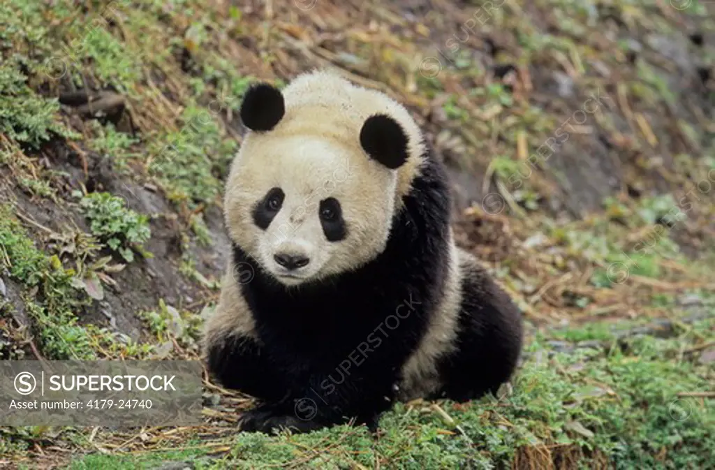 Giant Panda (Ailuropoda Melanoleuca), Wolong, Sichuan, China, Sichuan Giant Panda Sanctuary, Man & Biosphere Protected Area, Unesco
