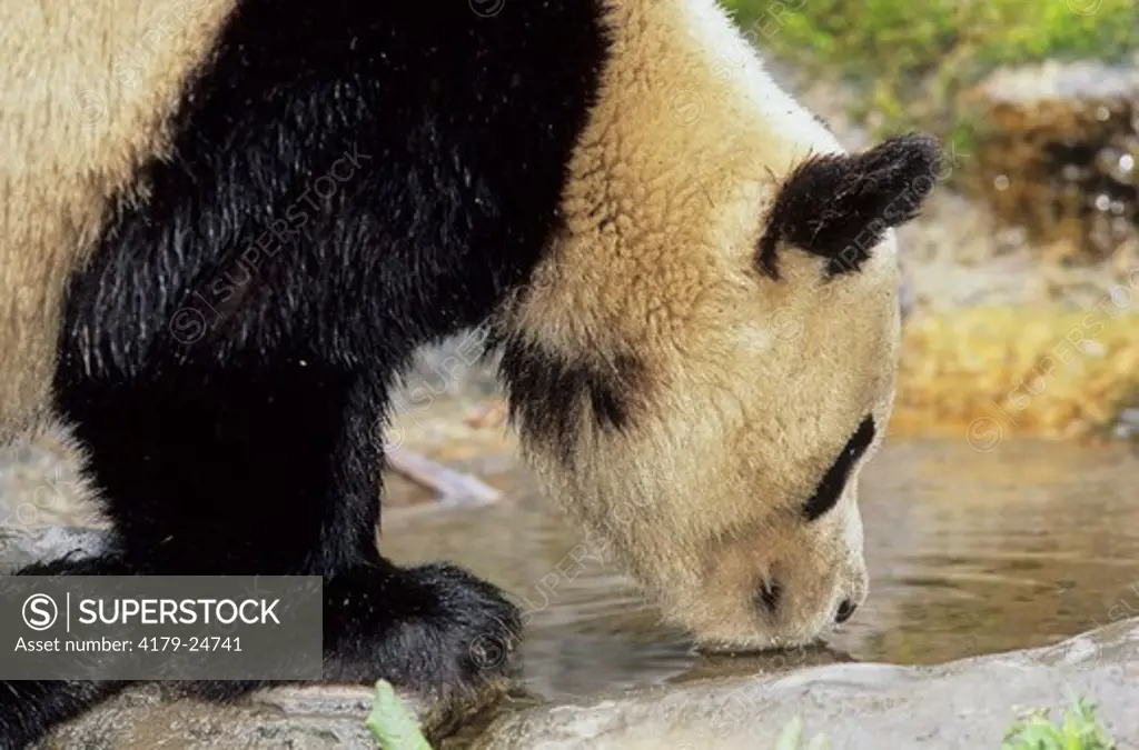 Giant Panda Drinking (Ailuropoda Melanoleuca), Wolong, Sichuan, China, Sichuan Giant Panda Sanctuary, Man & Biosphere Protected Area, Unesco