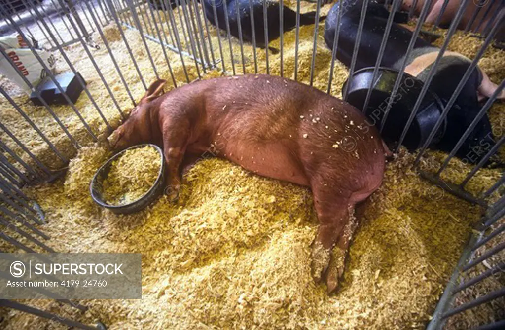 Resting Swine for Exhibit, Wayne County Fair, Honesdale, Pennsylvania