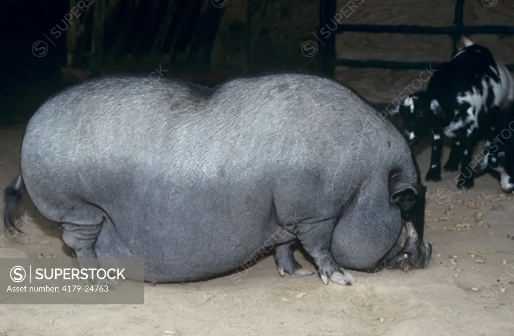 Vietnamese Pot-bellied Pig (Sus scrofa) Texas