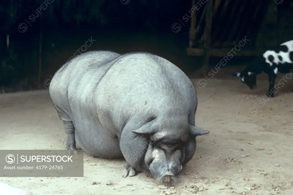 Vietnamese Pot Bellied Pig (Sus scrofa) TX