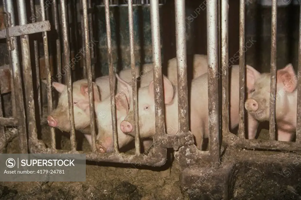 Hogs behind Bars in Pen Howell - New Jersey