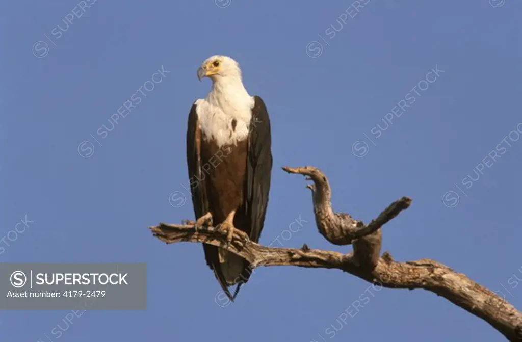 African Fish Eagle (Haliaeetus vocifer), Chobe NP, Botswana