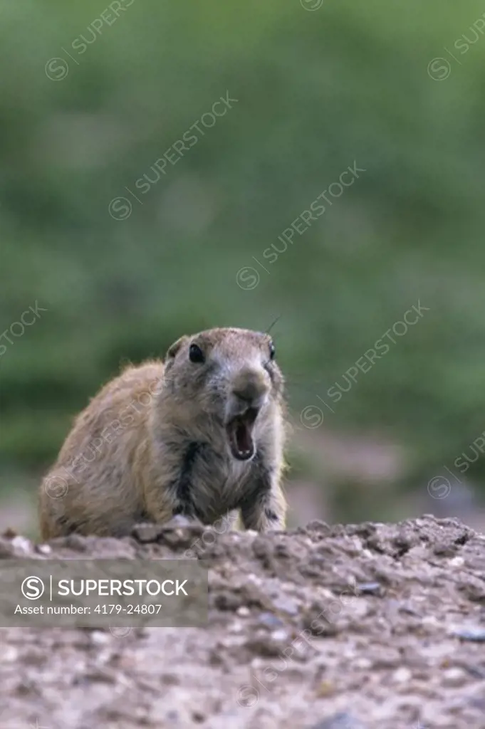Young Blacktail Prairie Dog (Cynomys ludovicianusa) OK Wichita Mt NWR, OK  yawning