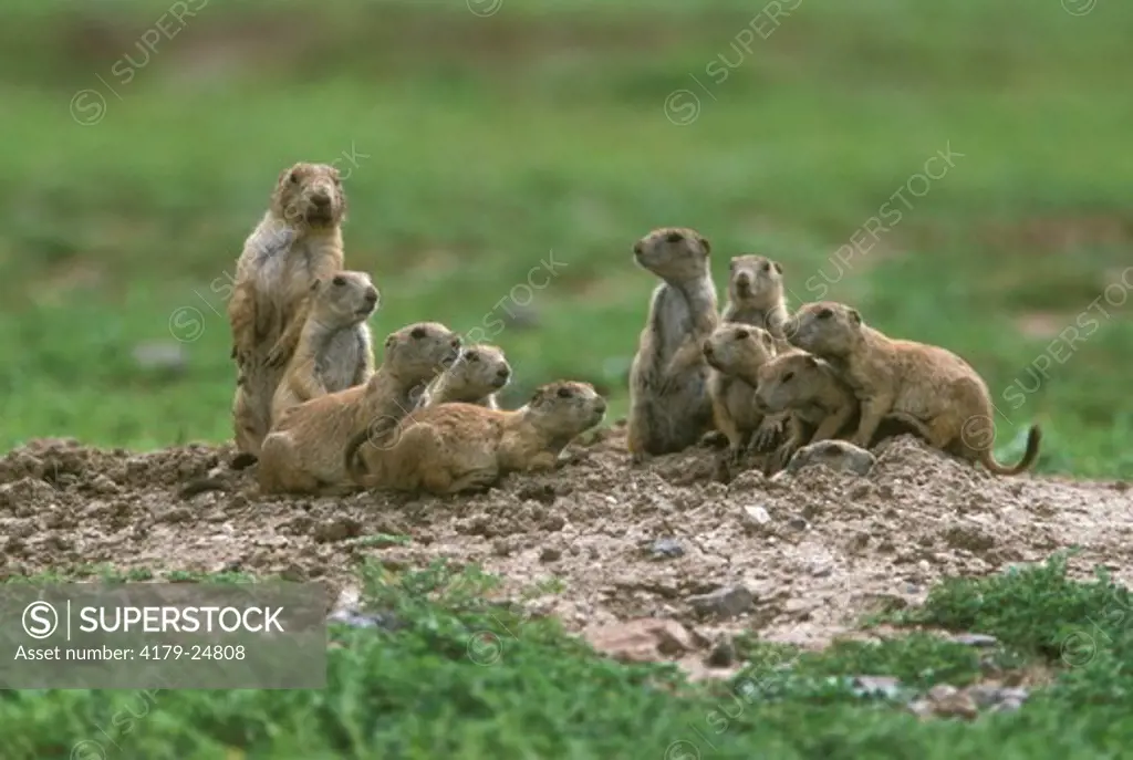 Blacktail Prairie Dog mom & babies(Cynomys ludovicianus) Wichita Mt NWR, OK, USA, Oklahoma