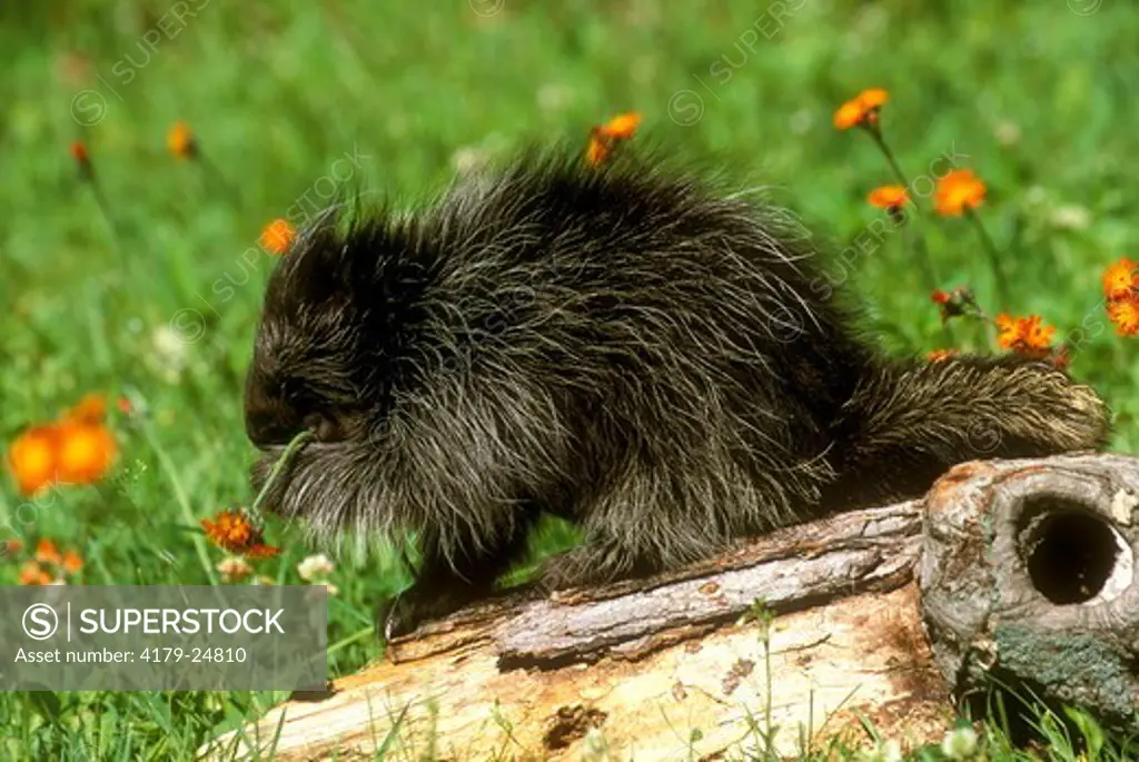 Young Porcupine eating Hawkweed Blossoms, IC, Pine Co., MN (Erethizon dorsatum)