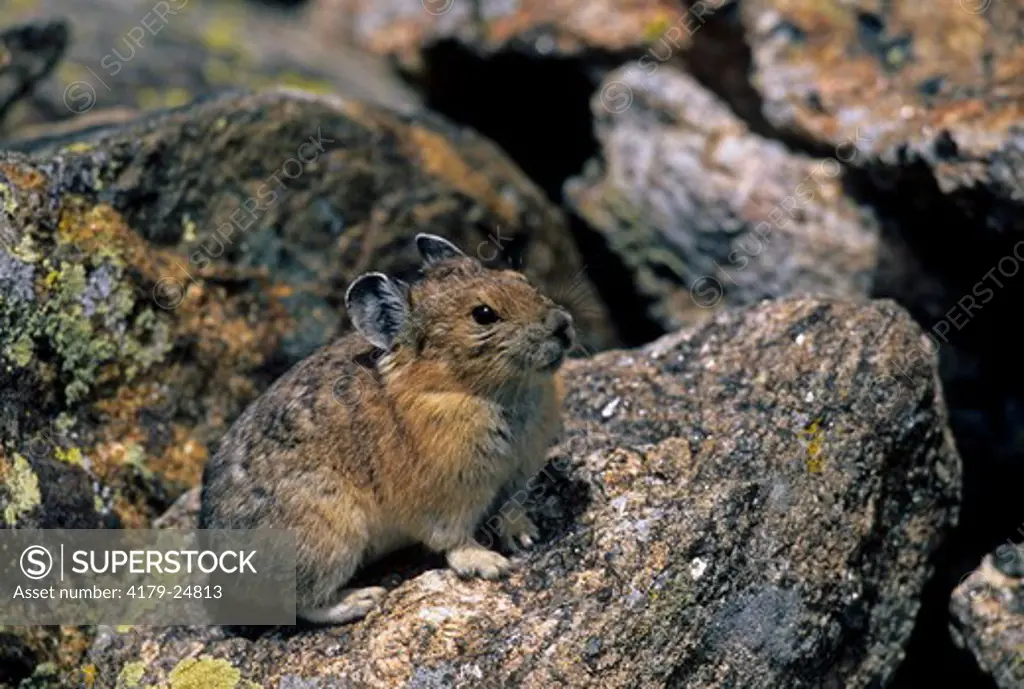 Pika (Ochotona princeps) on rocky talus.  Rocky Mountain National Park, CO