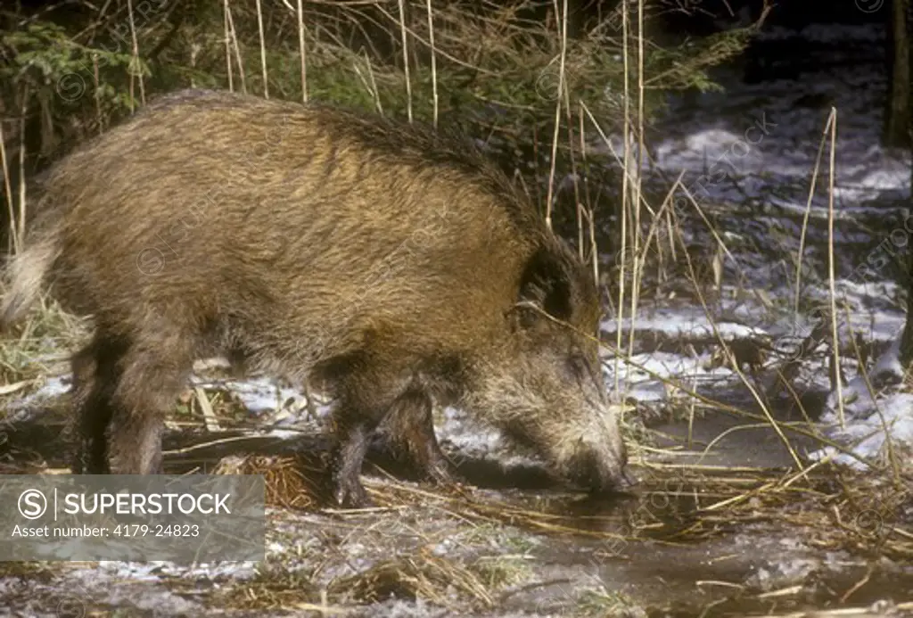 Wild Boar (Sus scrofa) Poland