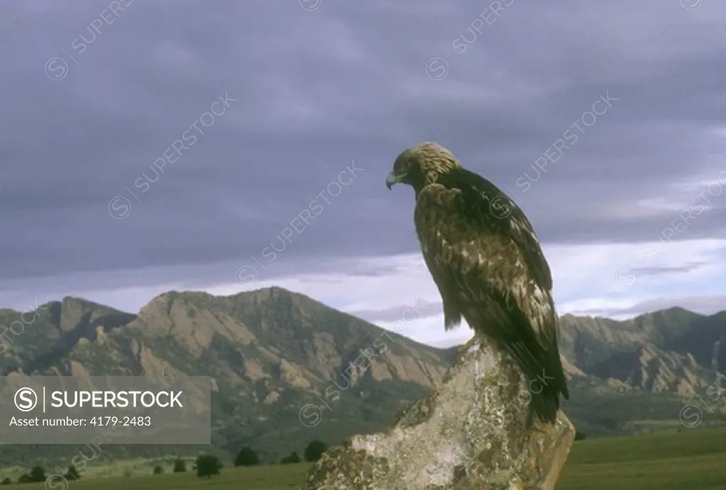 Golden Eagle (Aquila chrysaetos) Colorado