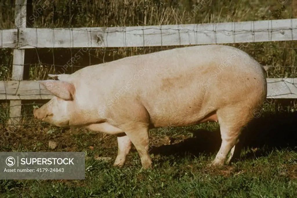 Mixed Breed Pig Hampton, New Jersey
