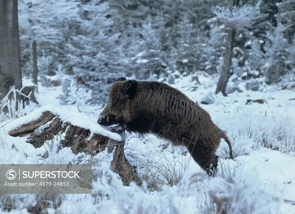 Wild Boar in Winter (Sus scrofa), Europe