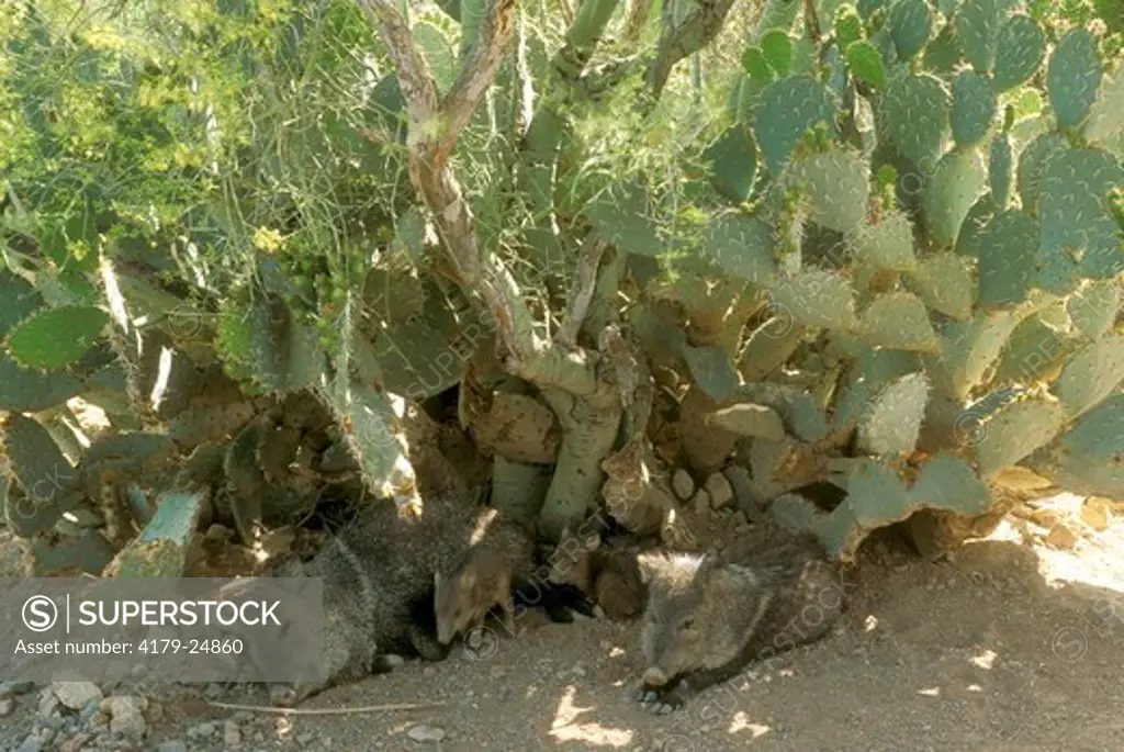 Collared Peccary aka Javelina resting (Dicotyles tajacu), Sonoran Desert Museum, AZ, Arizona shade