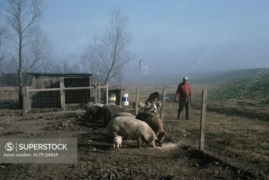 Domestic Pigs on Farm near Mississippi River Levee, Tug Boat in M. Delta