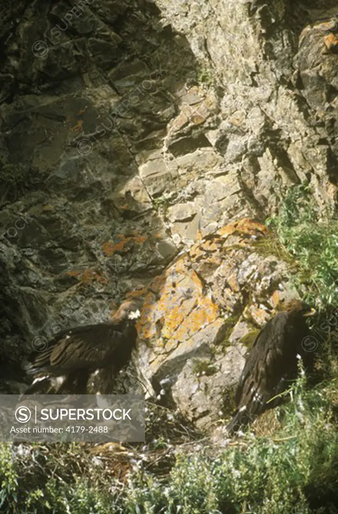 Golden Eagle Pair (Aquila chrysaetos), Denali N.P., AK
