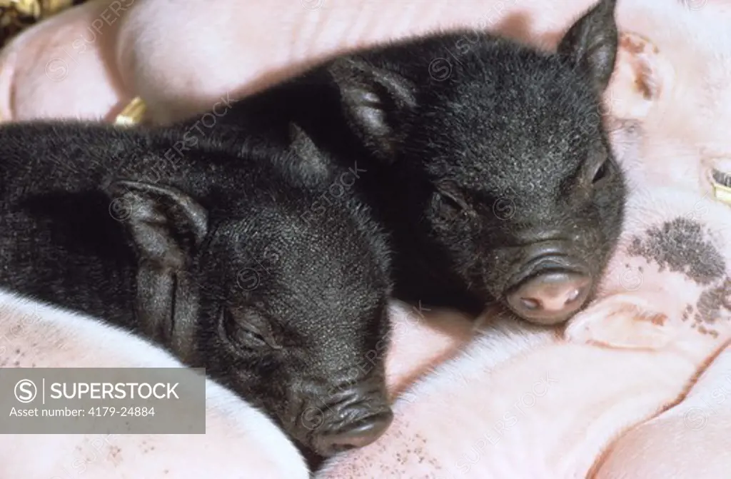 Chinese Pot-bellied Piglets