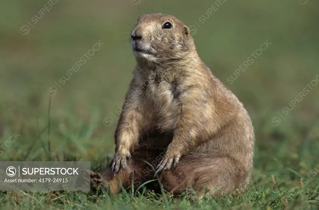 Black-tailed Prairie Dog (Cynomys ludovicianus) sitting, Custer S.P., SD