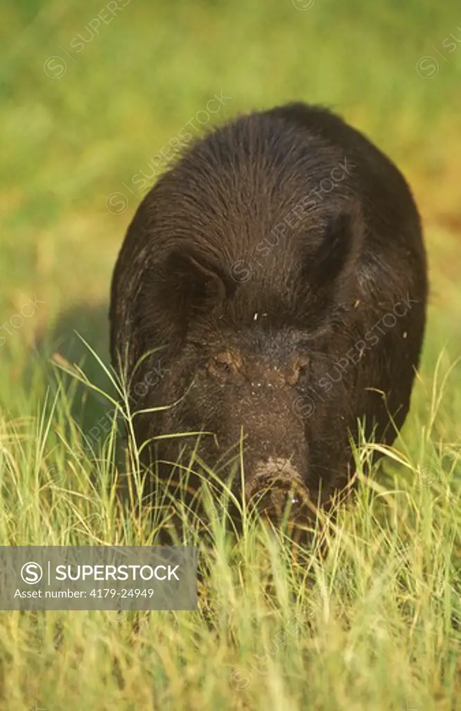 Wild Boar, Feral Pig (Sus scrofa), Central Florida, IC